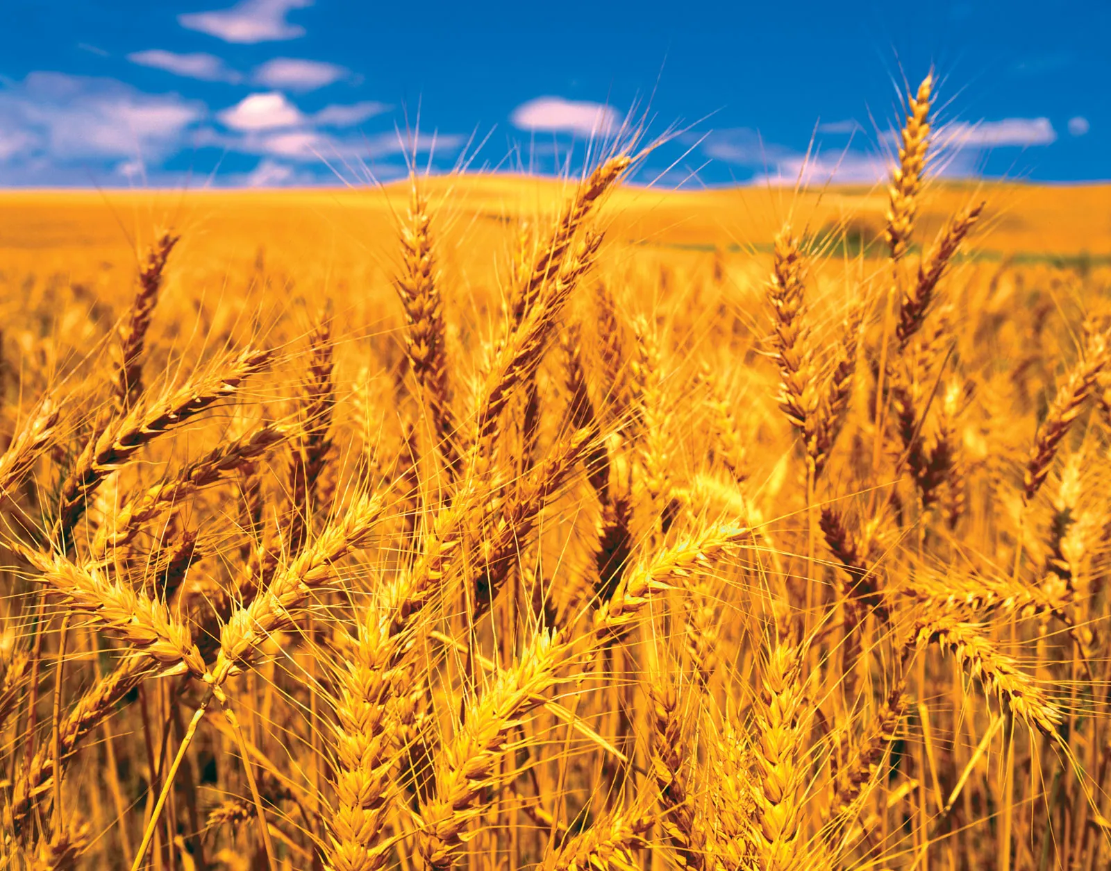 Wheat - Dev Tandoor Industries